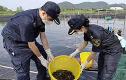 江门海关助力活虾“鲜”销香港（图）