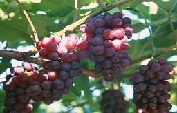 海关总署关于进口乌兹别克斯坦鲜食葡萄植物检疫要求的公告