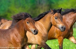 海关总署关于进口乌拉圭运动马检疫和卫生