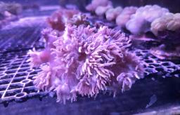 宁河海关查获濒危物种石珊瑚