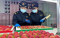 新春走基层丨小县城的“莓”好之路
