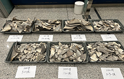 首都机场海关查获鲨鱼翅913件